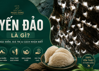 Yến Đảo L&agrave; G&igrave;? Đặc Điểm, Gi&aacute; Trị & C&aacute;ch Nhận Biết