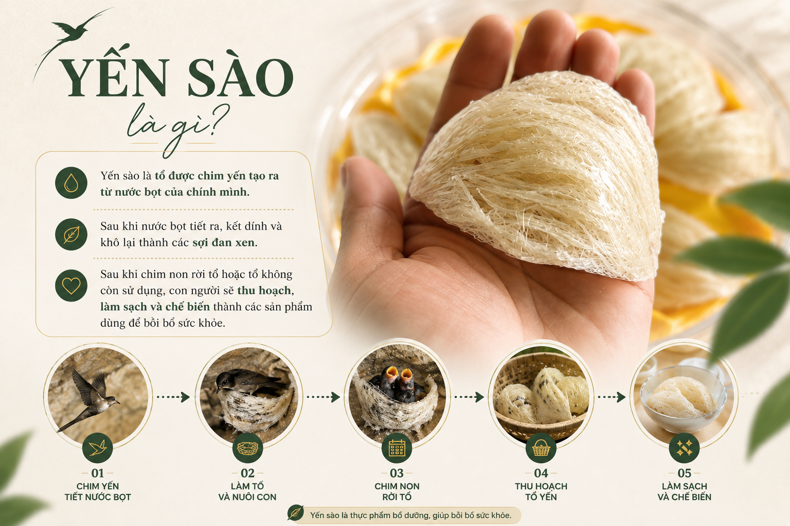 Yến sào là gì? Cách tổ yến hình thành